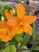 Load image into Gallery viewer, Cattleya Daffodil x Cattleya Golden Nugget
