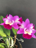 Carica l&#39;immagine nel visualizzatore Galleria, Cattleya Exotic Cherry Ripple (Cattleya Mari&#39;s Song × Cattleya Cherry Chip)
