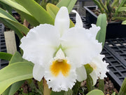 Cattleya Gertrude Hausermann
