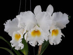 Load image into Gallery viewer, Cattleya Gertrude Hausermann
