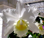 Load image into Gallery viewer, Cattleya Hawaiian Wedding Song &#39;Virgin&#39; HCC/AOS
