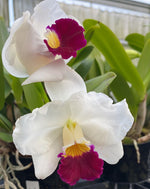 Load image into Gallery viewer, Cattleya Imperial Charm &#39;Sato&#39; (Cattleya Pri Pri × Cattleya Imperial Wings)

