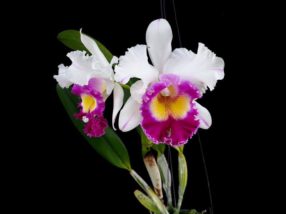 Cattleya Krawnprapa