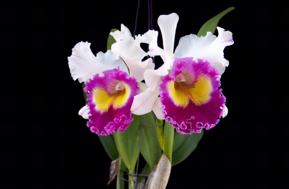 Cattleya Krawnprapa