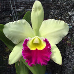 Load image into Gallery viewer, Cattleya Pathom Green
