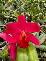 Carica l&#39;immagine nel visualizzatore Galleria, Cattleya Perfection of Life (Cattleya Precious Stones × Cattleya Circle of Life)
