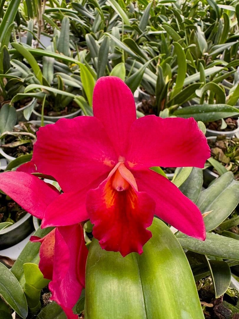 Cattleya Perfection of Life (Cattleya Precious Stones × Cattleya Circle of Life)