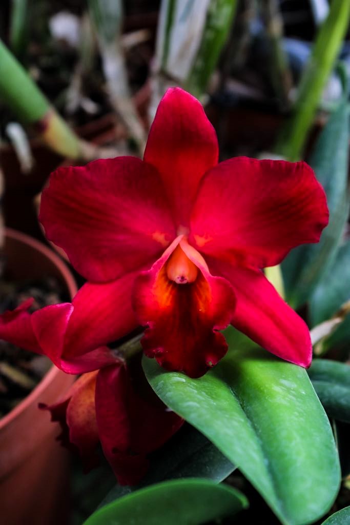 Cattleya Perfection of Life (Cattleya Precious Stones × Cattleya Circle of Life)