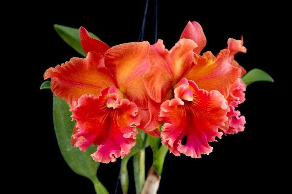 Cattleya Phutawan Sunrise