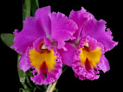 Rhyncholaeliocattleya Pink Butterfly
