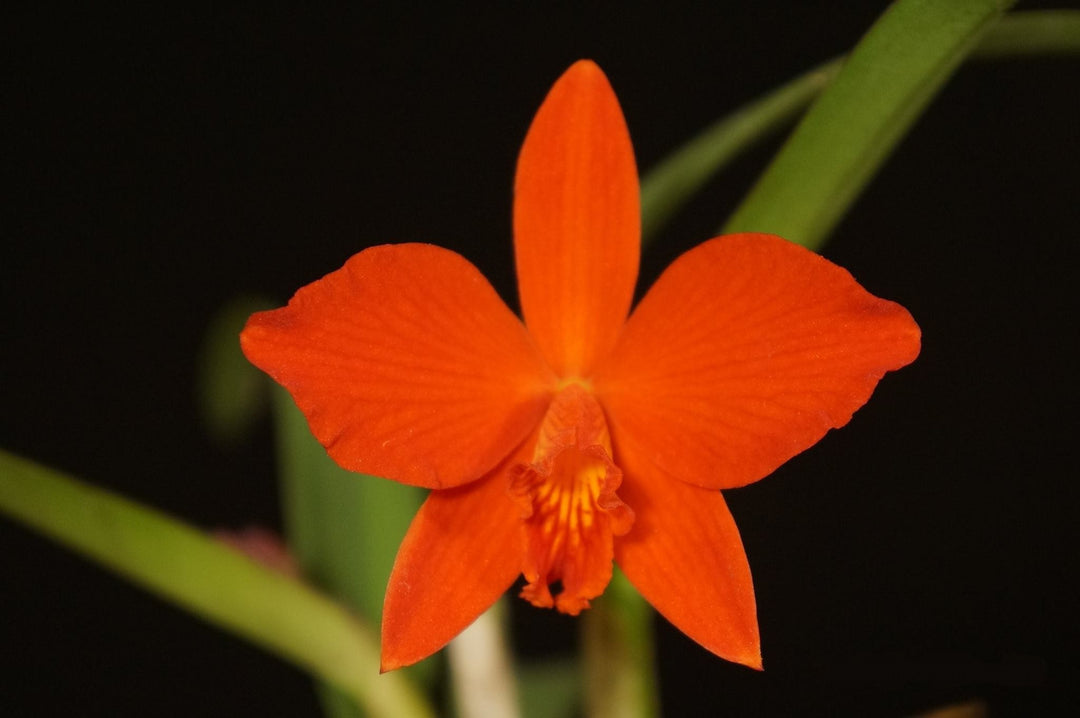 Cattleya Psyche 'China' (Cattleya cinnabarina × Cattleya coccinea)