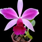 Carica l&#39;immagine nel visualizzatore Galleria, Laelia purpurata x Cattleya violacea
