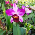 Load image into Gallery viewer, Blc. Quilla
