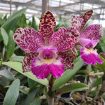 Carica l'immagine nel visualizzatore Galleria, Cattleya schilleriana x Cattleya Cruzeiro do Sul - Brazil Import