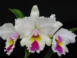 Load image into Gallery viewer, Cattleya Sonja Altenburg x Cattleya Enrid
