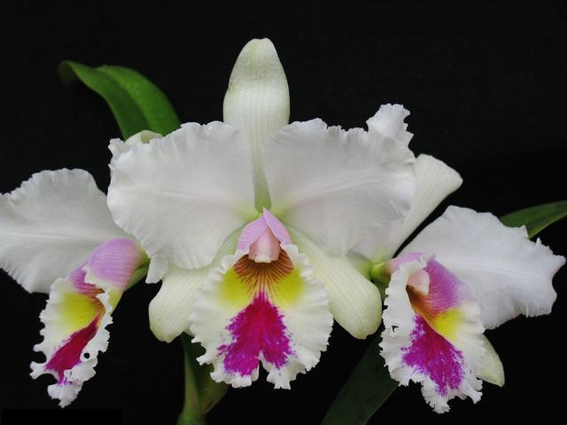 Cattleya Sonja Altenburg x Cattleya Enrid