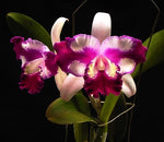 Carica l&#39;immagine nel visualizzatore Galleria, Cattleya Taiwan Beauty (C. interglossa x C. shellie compton)

