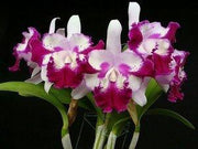 Cattleya Taiwan Beauty (C. interglossa x C. shellie compton)