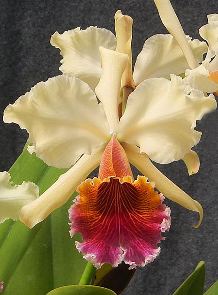 Cattleya Triumphans (C. dowiana × C. rex)