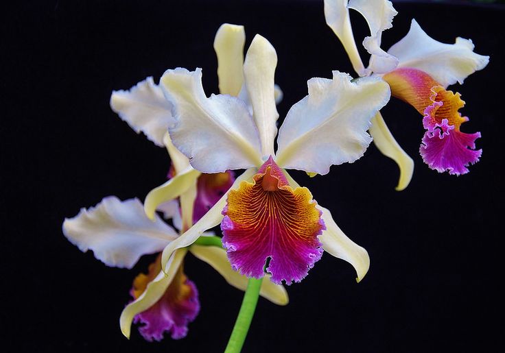 Cattleya Triumphans (C. dowiana × C. rex)