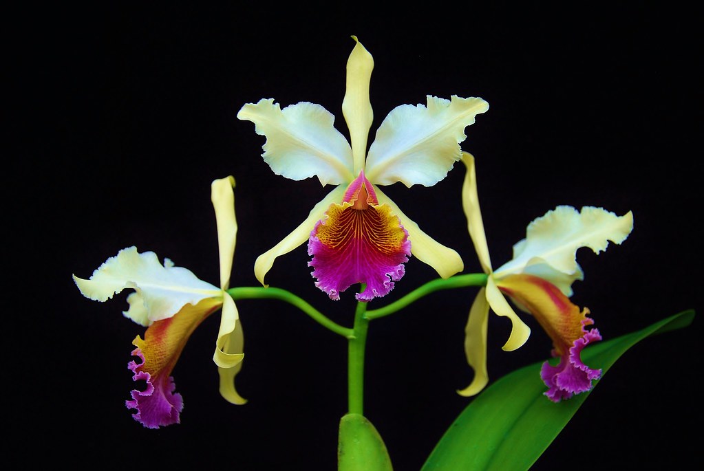 Cattleya Triumphans (C. dowiana × C. rex) – Giulio Celandroni Orchidee