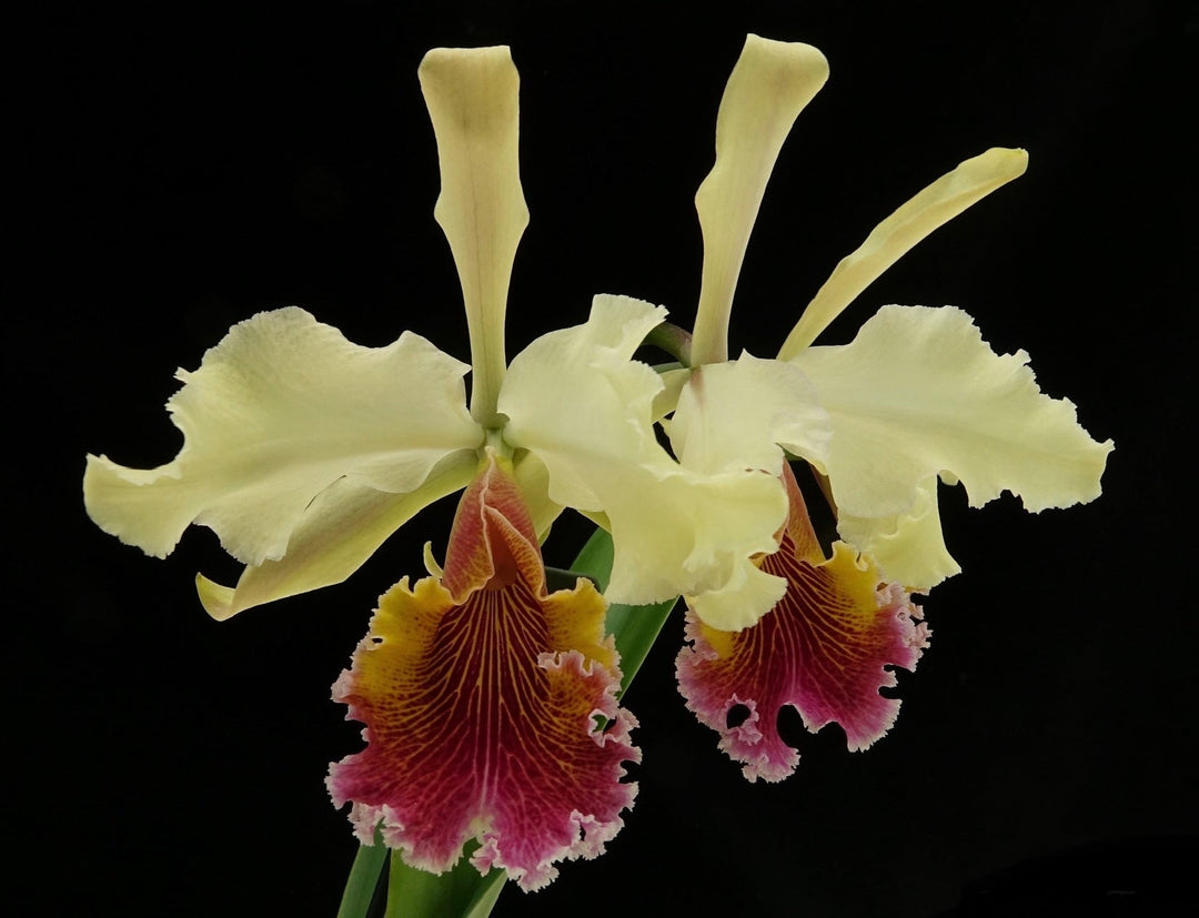 Cattleya Triumphans (C. dowiana × C. rex)