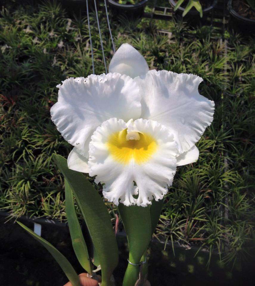 Rhyncholaeliocattleya White Diamond