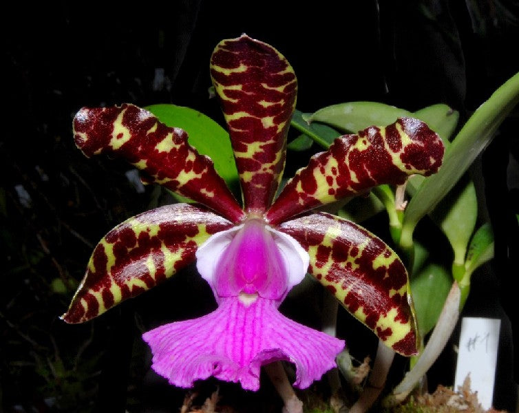 Cattleya aclandiae 'Red'