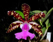 Cattleya aclandiae 'Red'