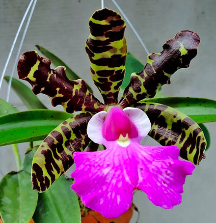 Cattleya aclandiae tipo 'Sakamoto' - Br Orquidea