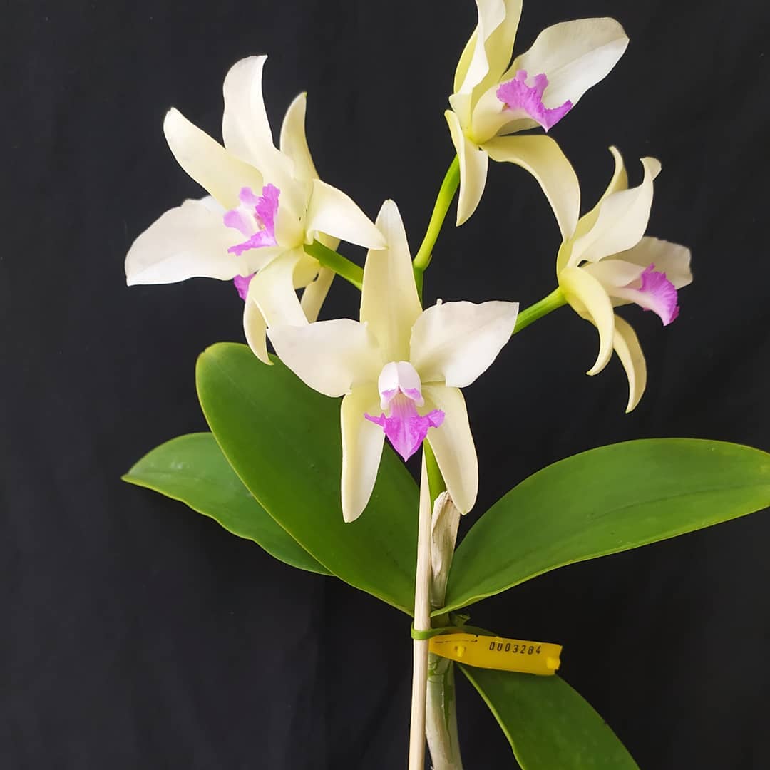 Cattleya amethystoglossa f. semi alba  - Br Orquidea