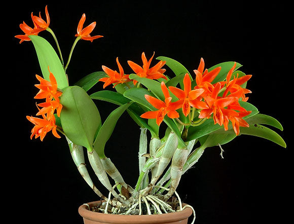 Cattleya aurantiaca