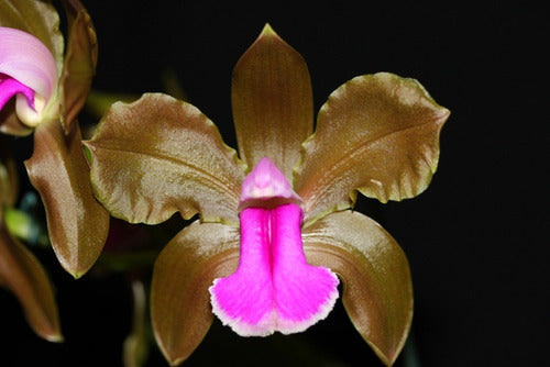 Cattleya bicolor 'Abaete' - Br Orquidea