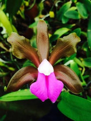 Cattleya bicolor (Cesar x Extra)