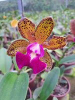 Carica l&#39;immagine nel visualizzatore Galleria, Cattleya bicolor &#39;Mineira&#39; x Blc. Durigan - Br Orquidea
