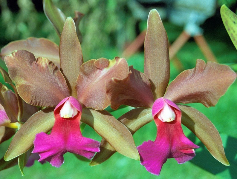 Cattleya bicolor x Blc. Toshie Aoki - Br Orquidea