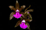 Cattleya bicolor