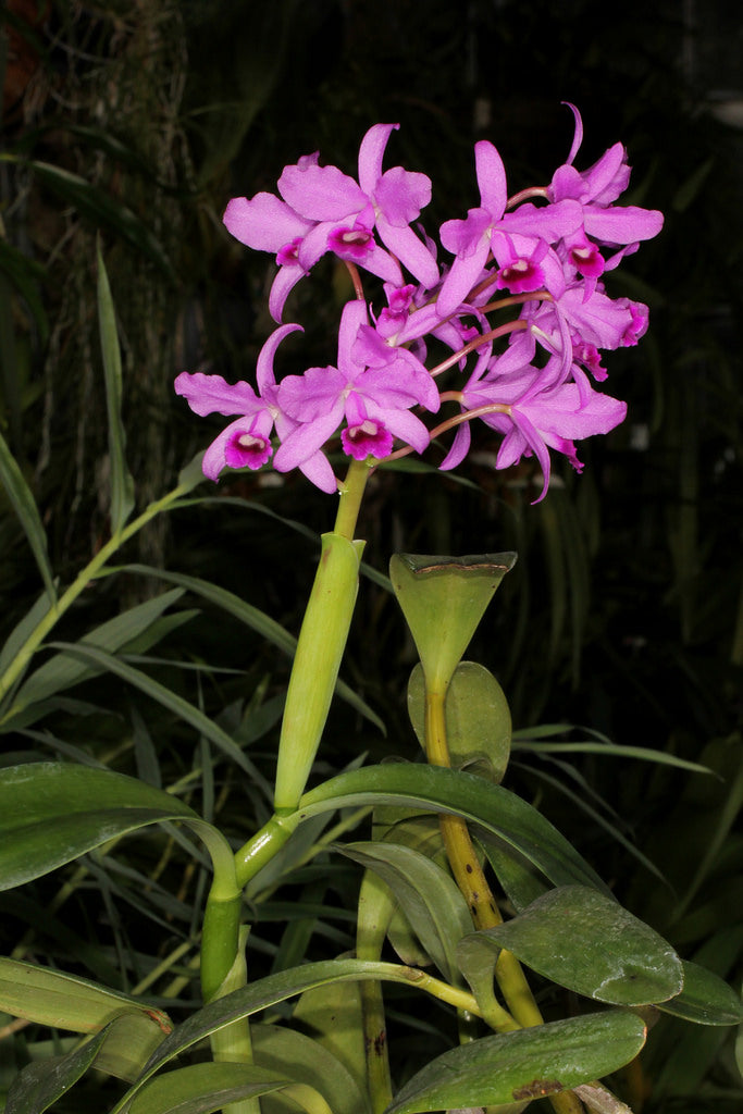 Cattleya bowringiana