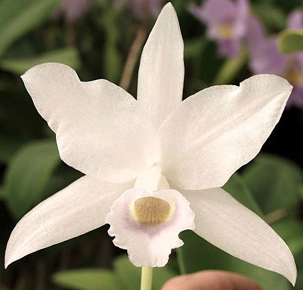 Cattleya bowringiana f. albescens 'Binot' - Br Orquidea