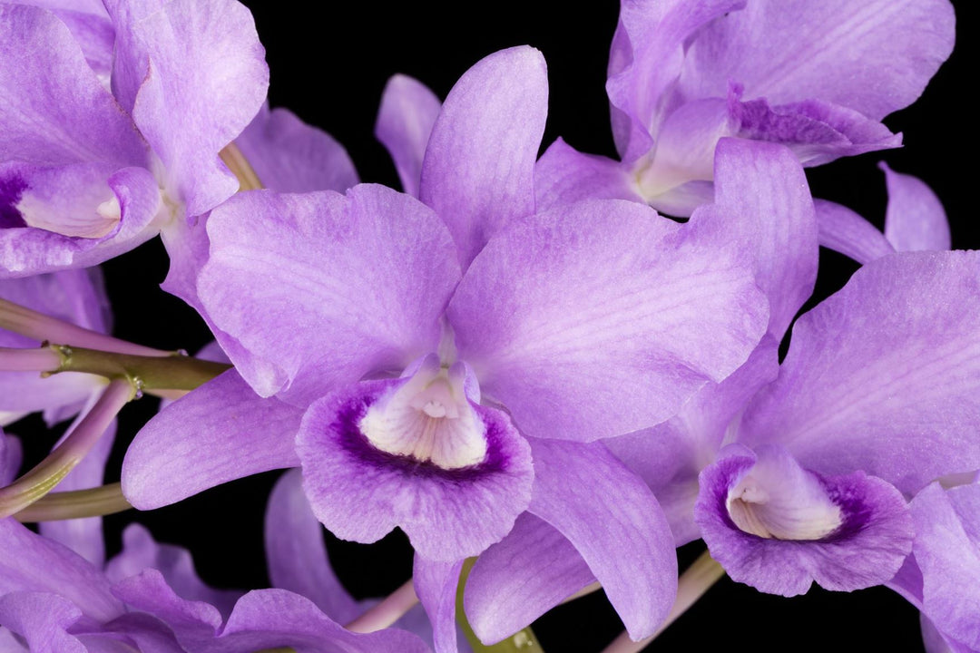 Cattleya bowringiana var. coerulea