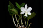 Load image into Gallery viewer, Cattleya dolosa var. alba