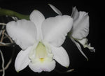 Load image into Gallery viewer, Cattleya dolosa var. alba