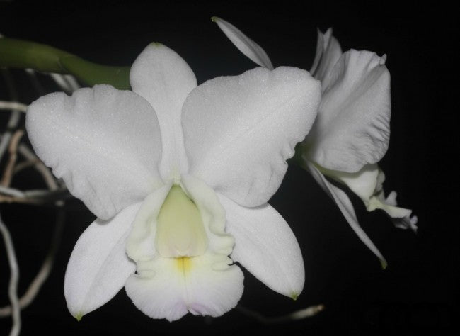 Cattleya dolosa var. alba