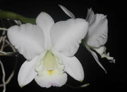 Cattleya dolosa var. alba