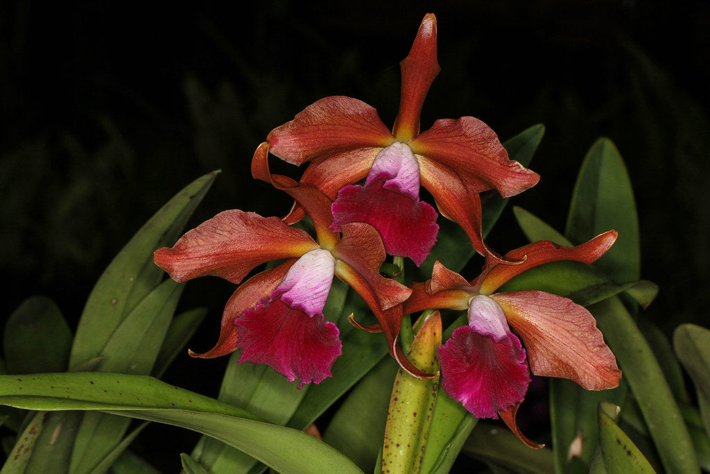 Cattleya granulosa 'Zumbo' x Laelia tenebrosa 'Midnight' SM/DOG