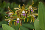 Carica l&#39;immagine nel visualizzatore Galleria, Cattleya guttata var. coerulea
