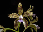 Carica l&#39;immagine nel visualizzatore Galleria, Cattleya guttata var. coerulea
