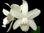 Carica l&#39;immagine nel visualizzatore Galleria, Cattleya intermedia var. alba
