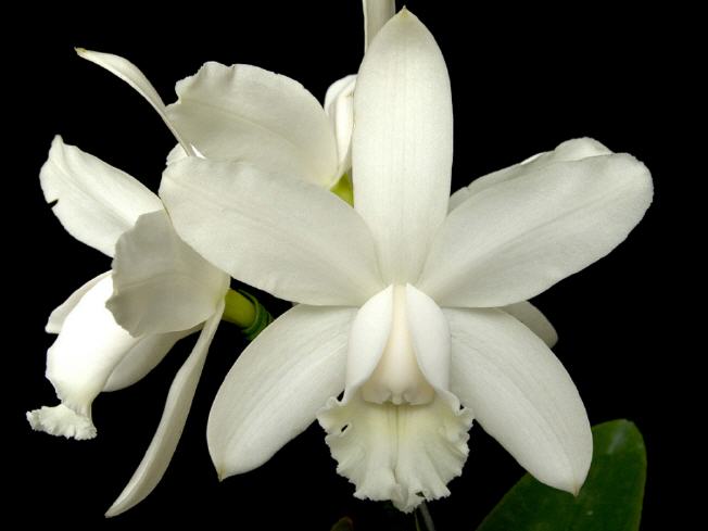 Cattleya intermedia var. alba