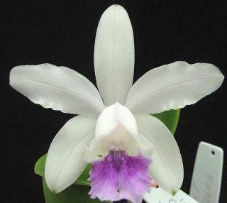 Cattleya intermedia var coerulea